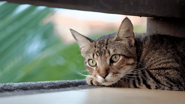 Cat Sounds - Meow Sound 4.1