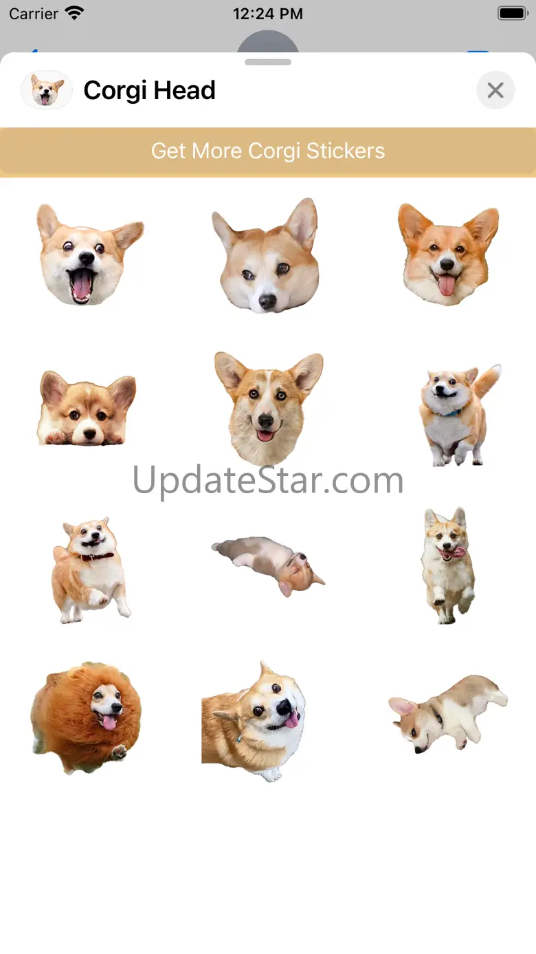 Corgi Dog's Head 1.2