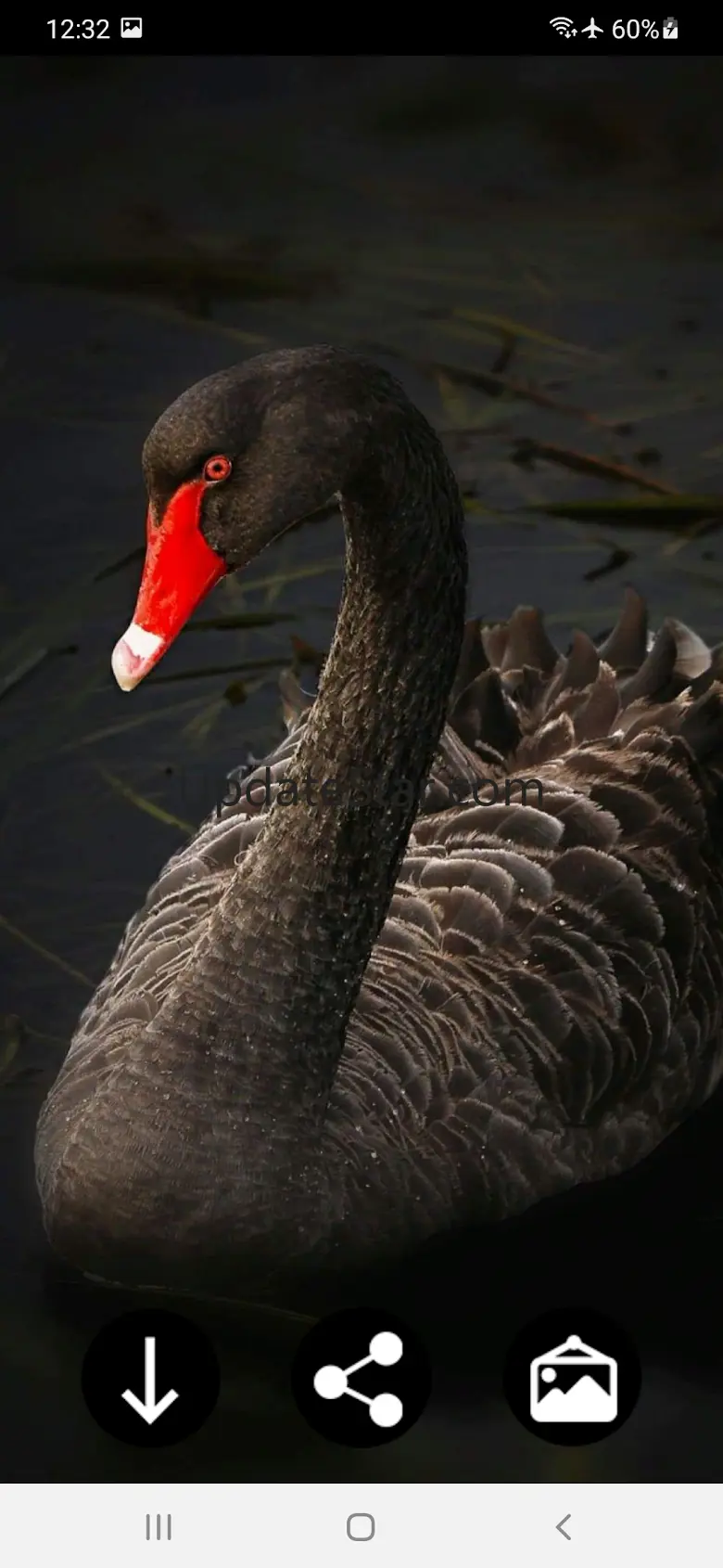 Swan Wallpapers 4.0.swan