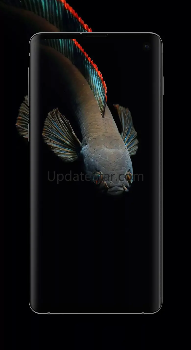 Channa Fish Wallpaper HD 1.1.1