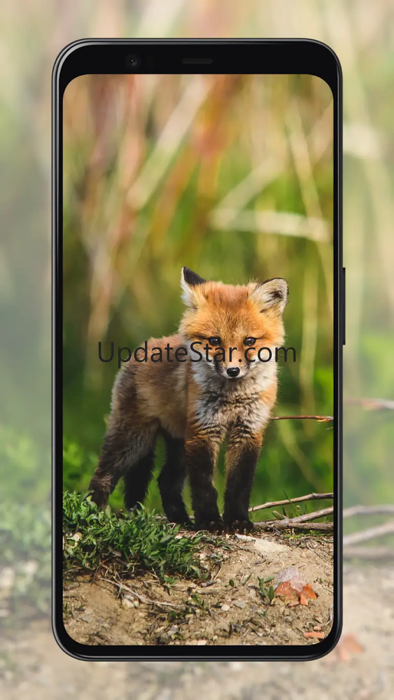 Fox Wallpapers 1.1