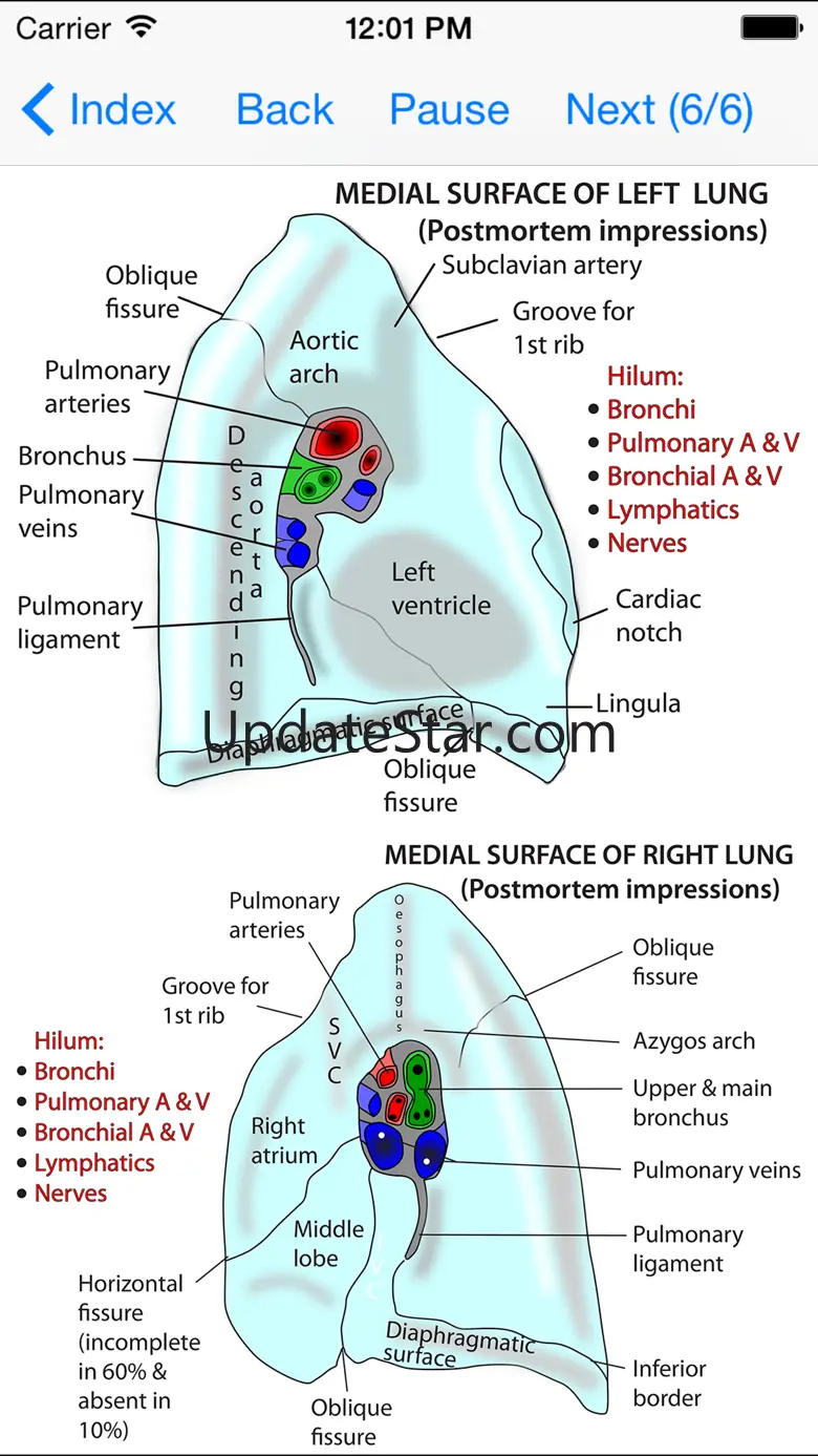 Anatomy Thorax and Abdomen 5.0