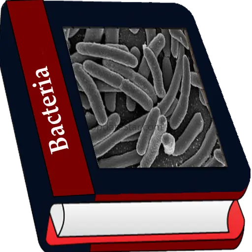 Bacteria