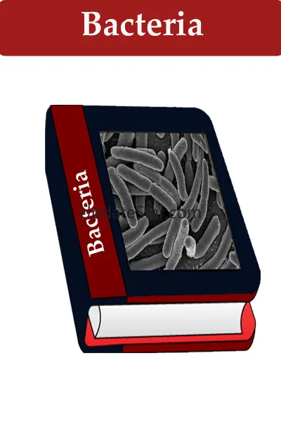 Bacteria