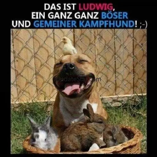 Lustige Bilder für Whatsapp 2.4.6