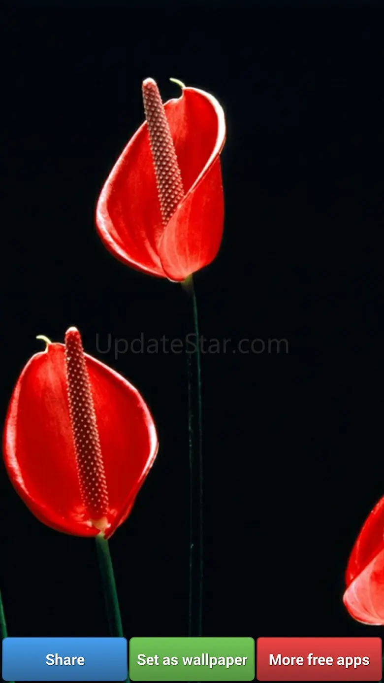Pretty Red Color HD Wallpapers 2.36.36