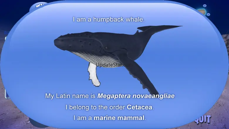 Humpback Whale 1.9