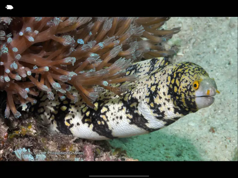 Reef Fishes of East Indies V1 2.1
