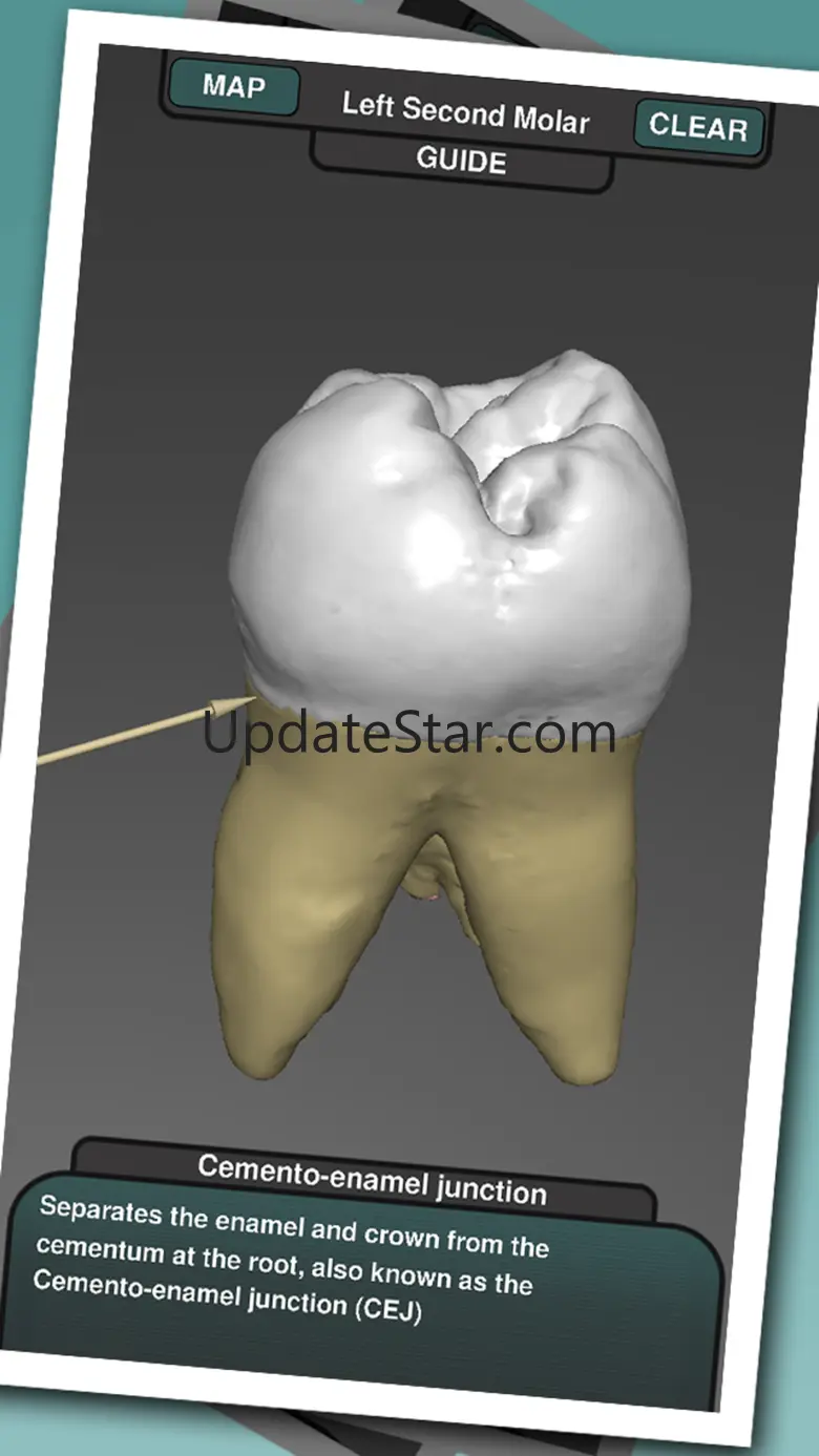 Real Tooth Morphology 4.0