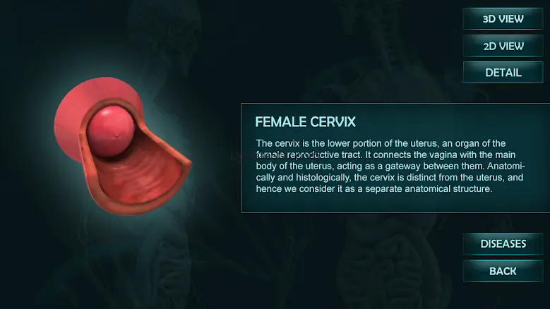 Female Reproduction system 3D 1.0.26