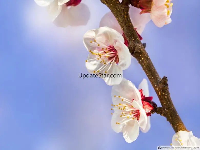 FLOWERS Wallpaper