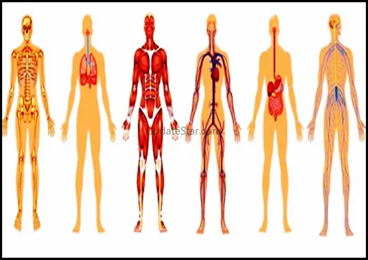 3D Human Anatomy