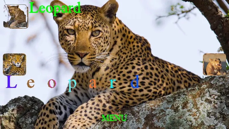 Animal Touch Sounds 6.7