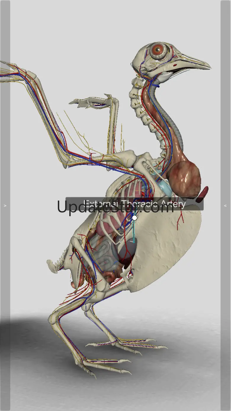 3D Bird Anatomy 2.00