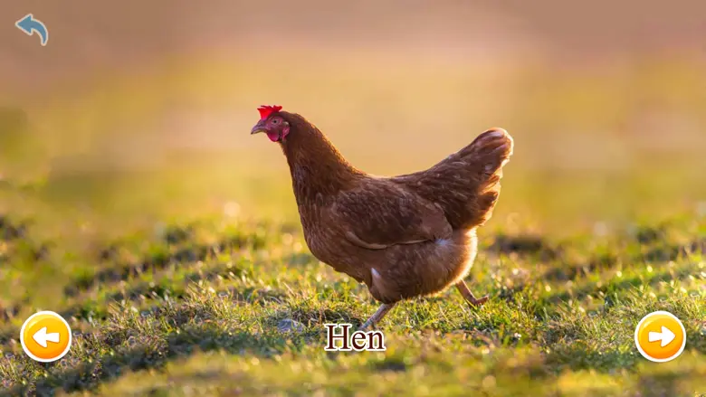 Animals Learning 1.3