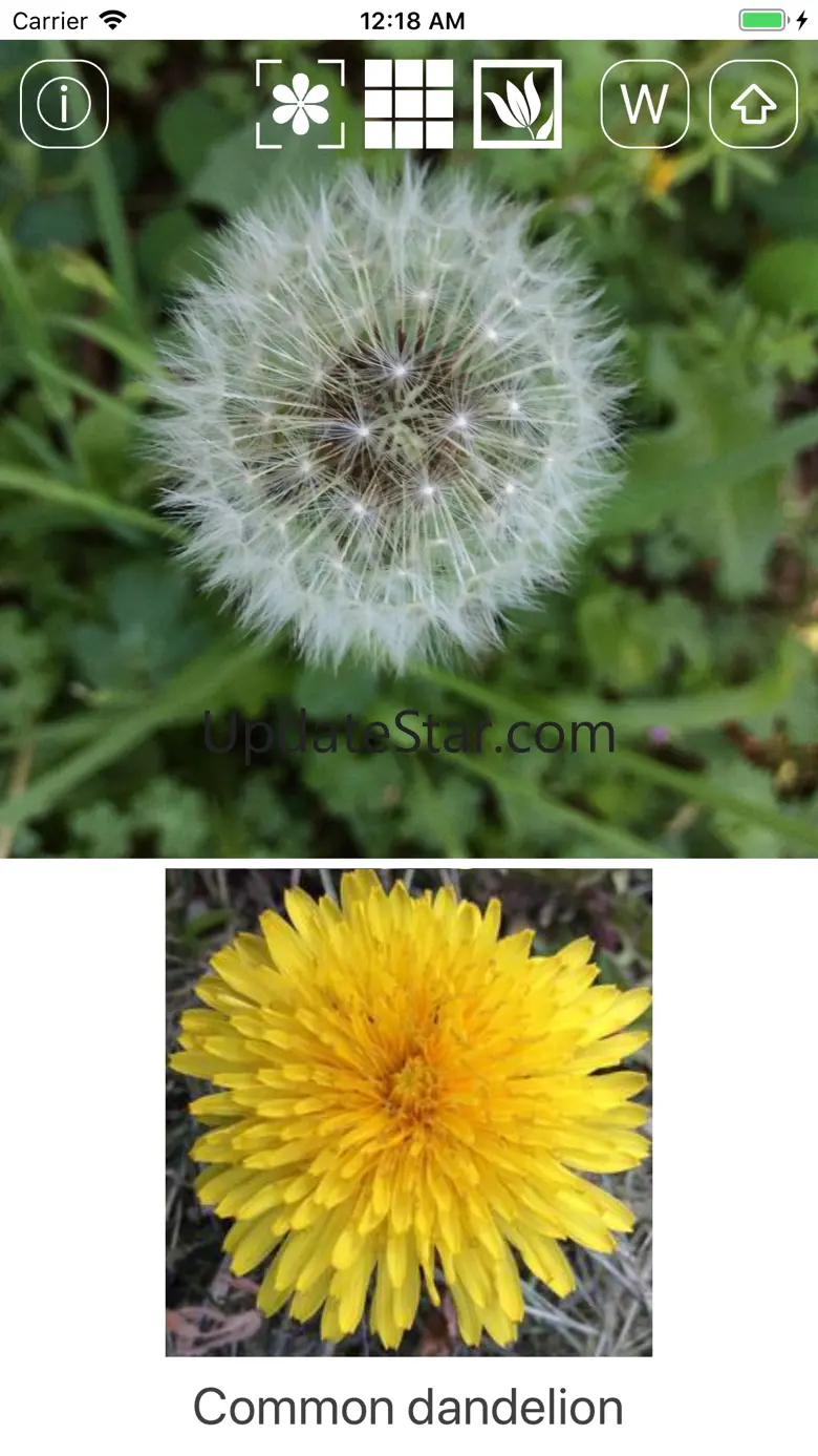 Instant Flower 1.16