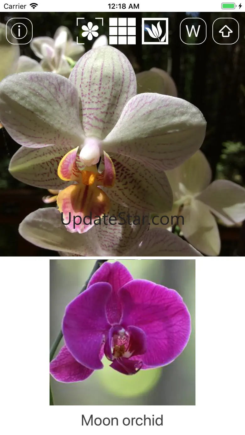 Instant Flower 1.16