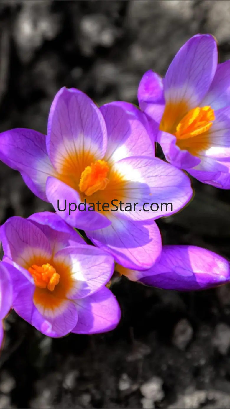 Flowers HD Wallpaper - Great Collection 1.0.0