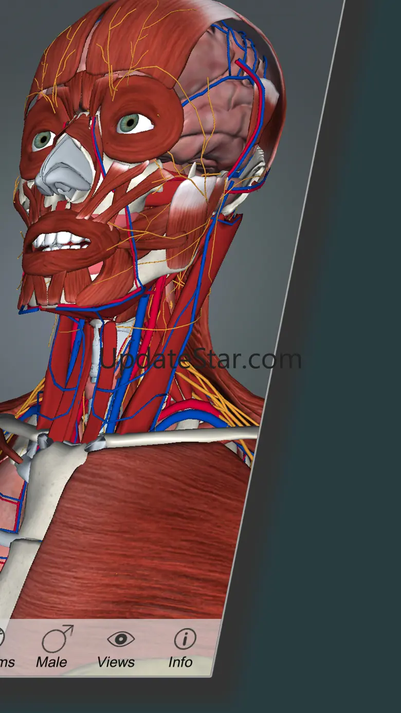 Anatomus 1.4