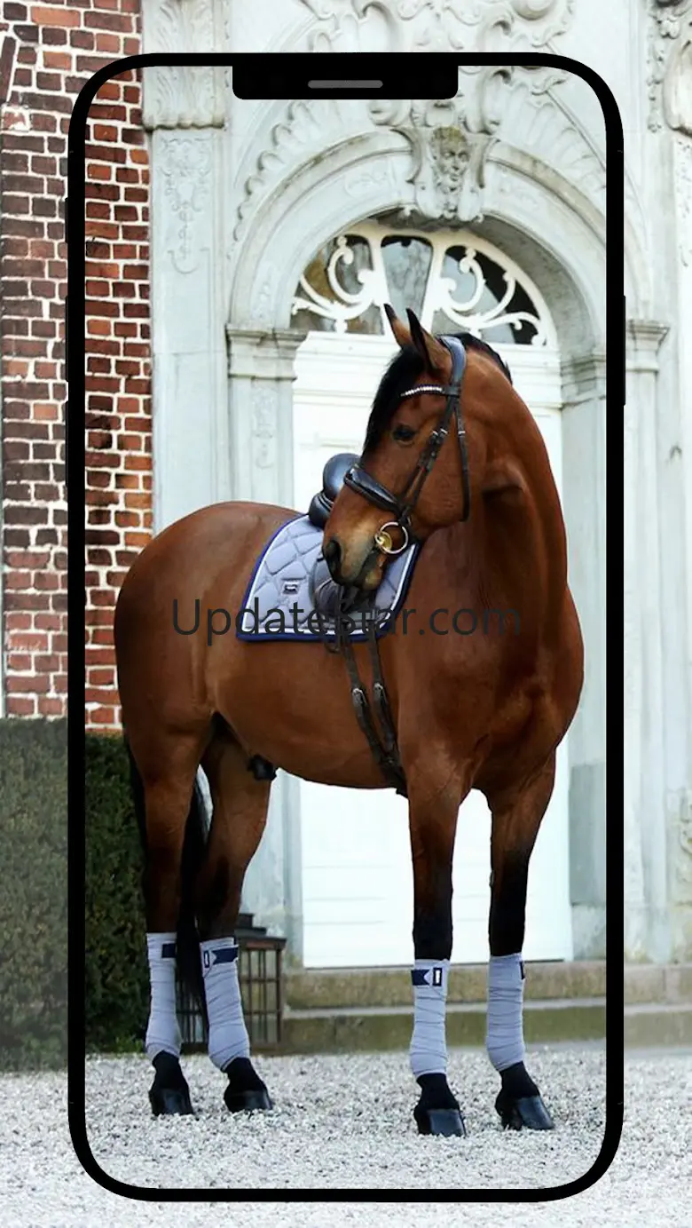 Horse Wallpapers 4.0.horse