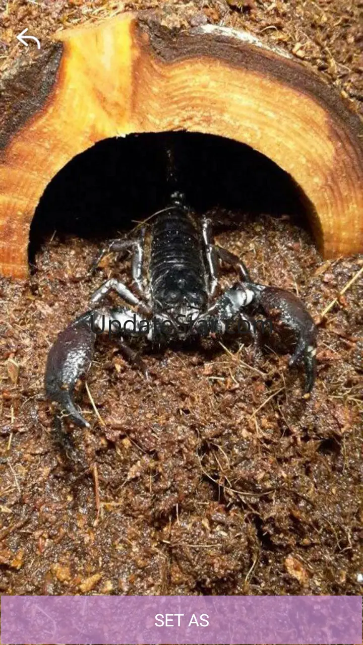 Scorpion Hd Wallpaper 1.1.4