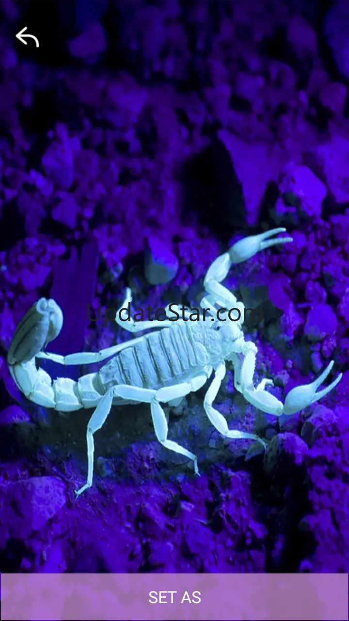 Scorpion Hd Wallpaper 1.1.4