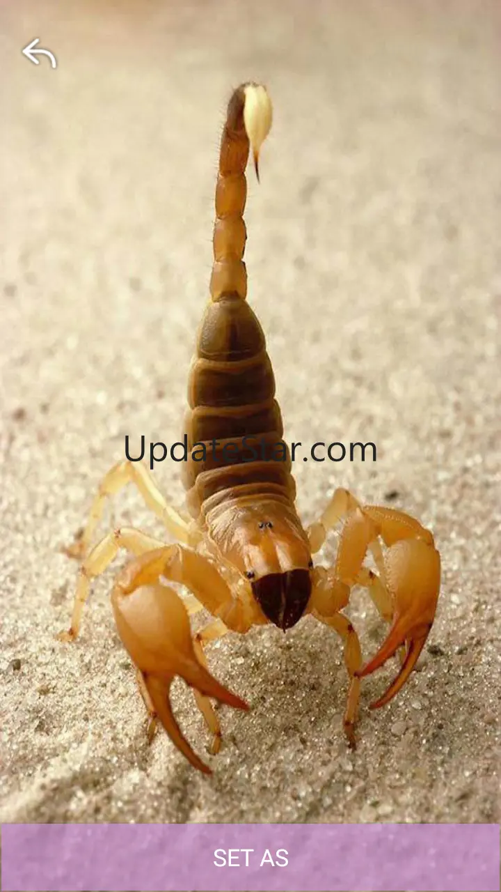 Scorpion Hd Wallpaper 1.1.4