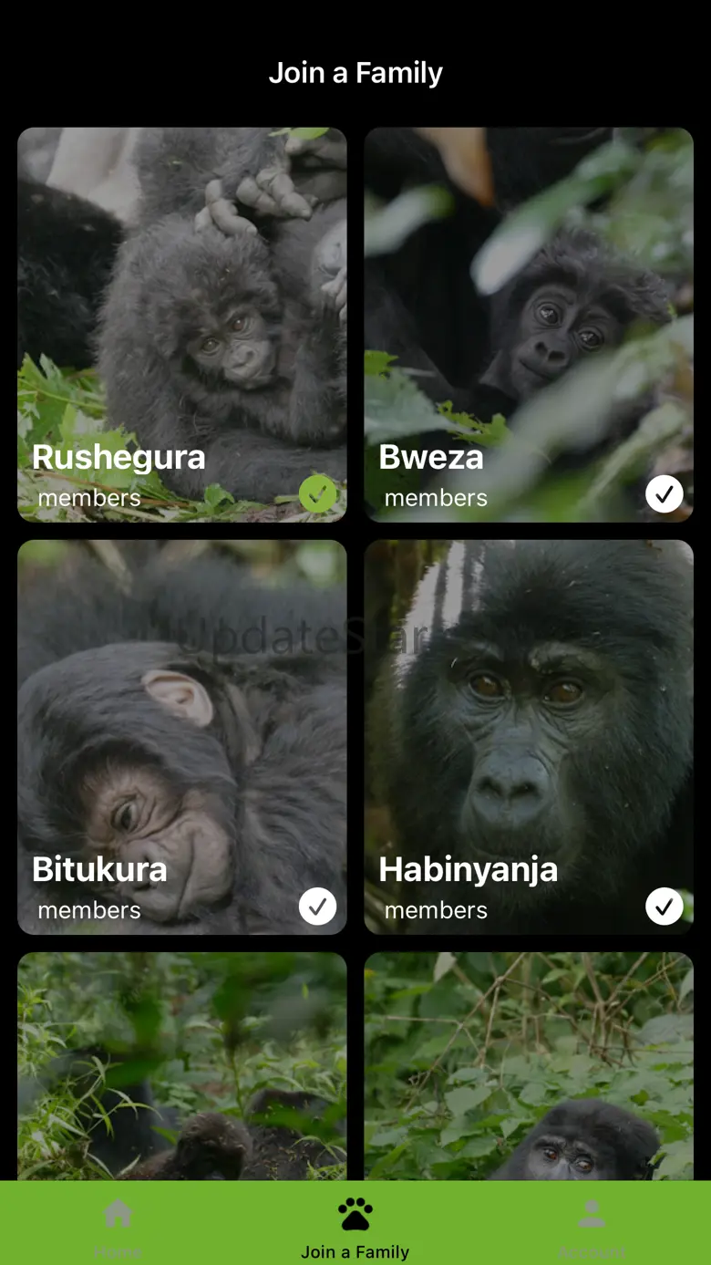 My Gorilla Family 1.2