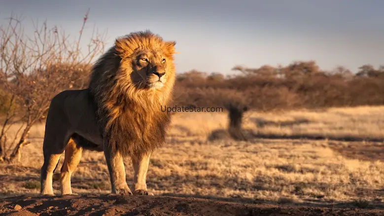 Lion Wallpapers 4.0.lion