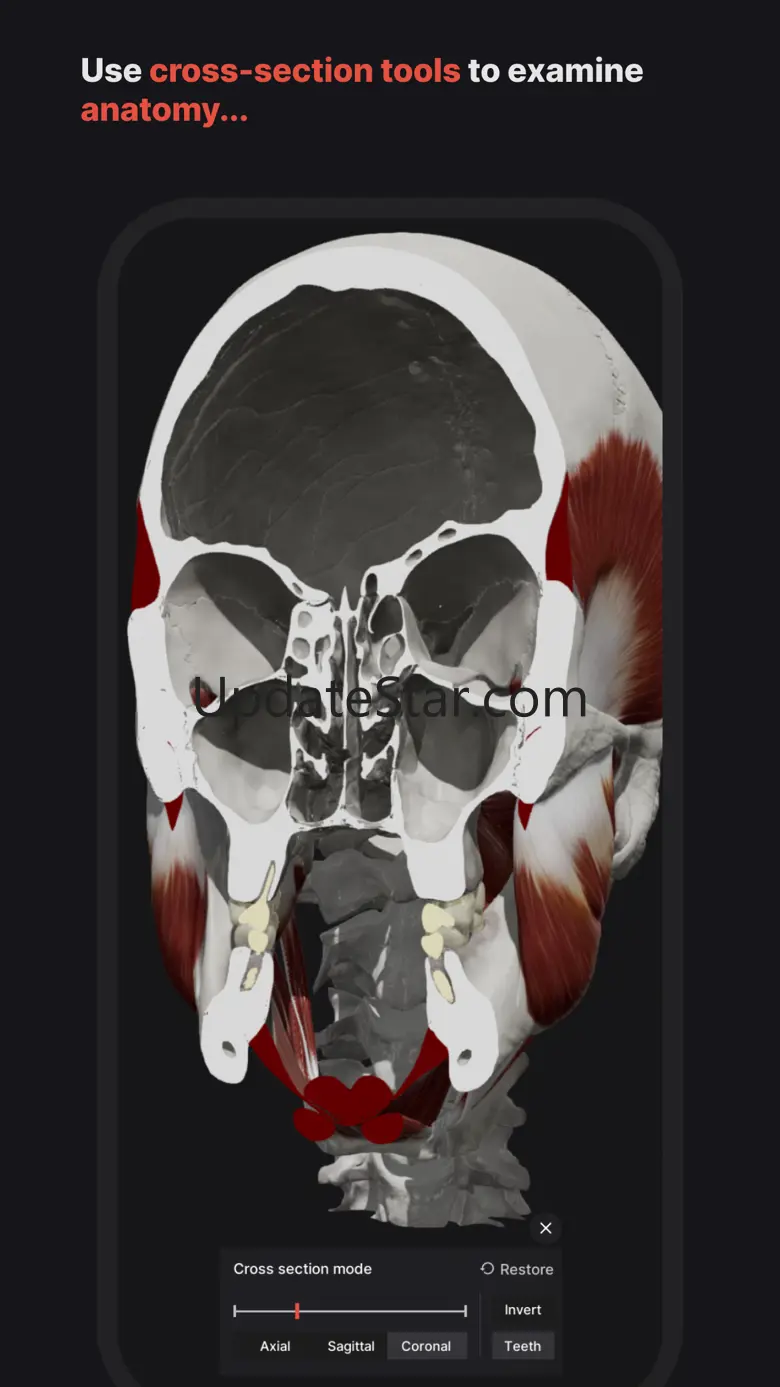 Skull, Teeth & TMJ 1.2