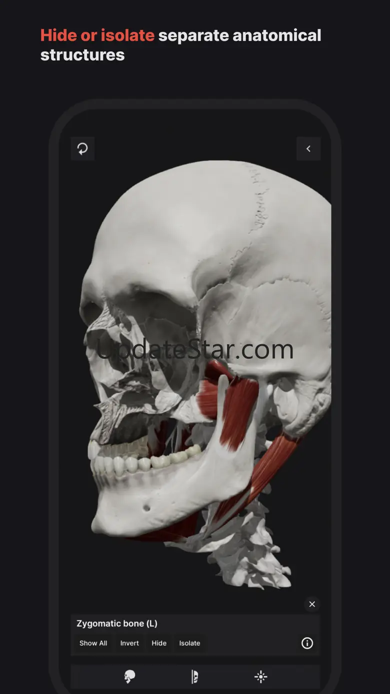Skull, Teeth & TMJ 1.2