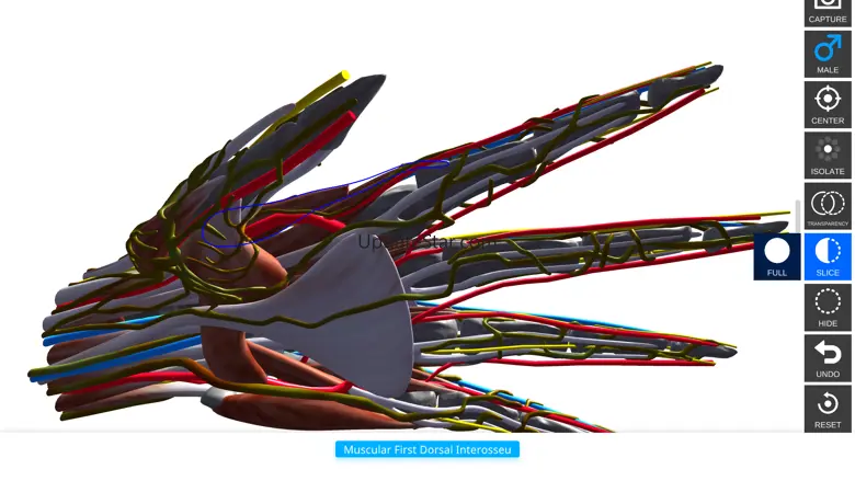 Anatomy View 1.3