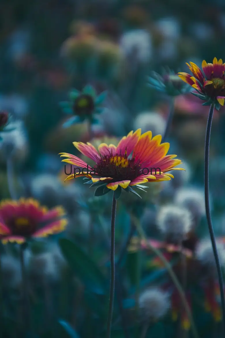 4K smart wallpapers 1.0
