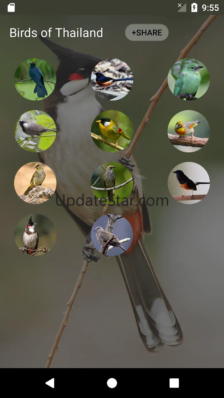 Thai Bird: Sounds & Ringtones 3.2.0