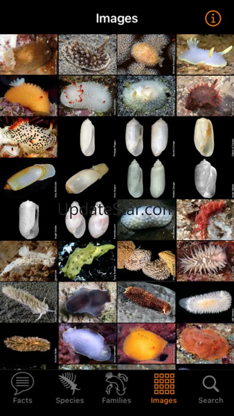 Nudibranch ID Eastern Pacific 49.1