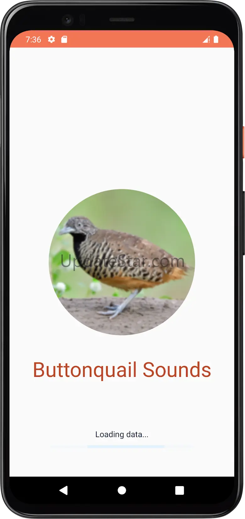 Buttonquail Sounds 1.3