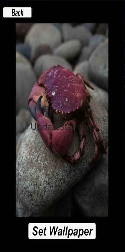 Wall Crab Paper 9