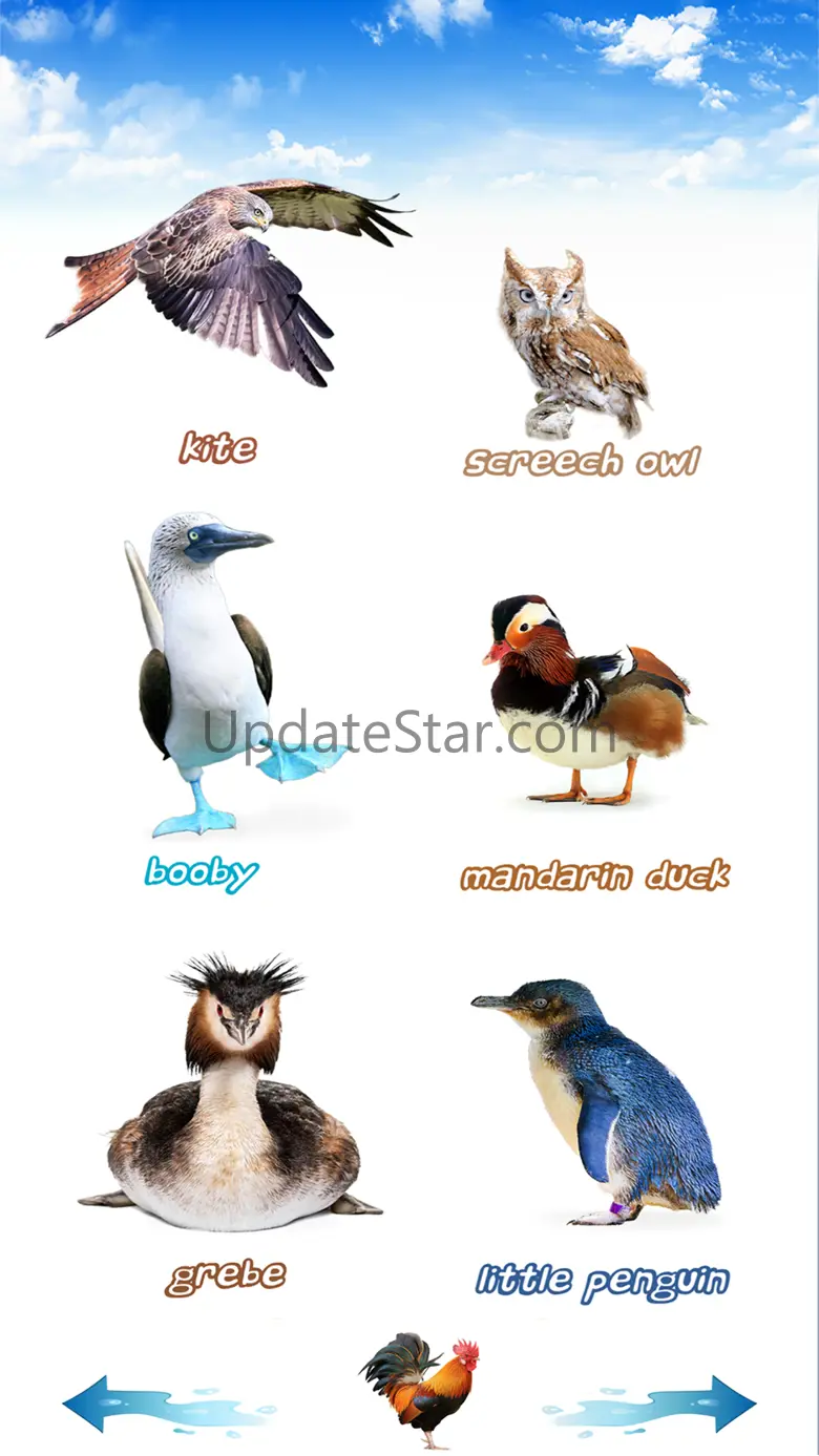 Amazing Bird Sounds 10
