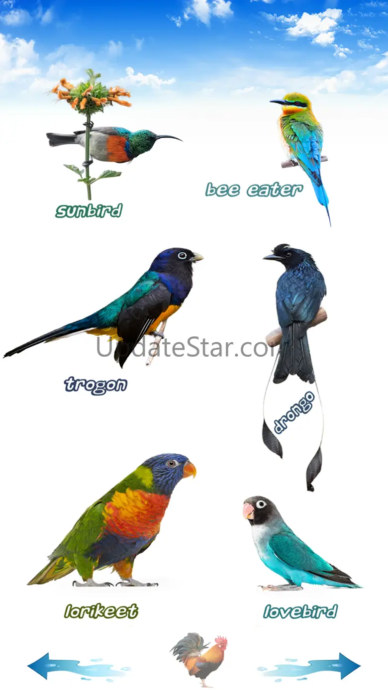 Amazing Bird Sounds 10