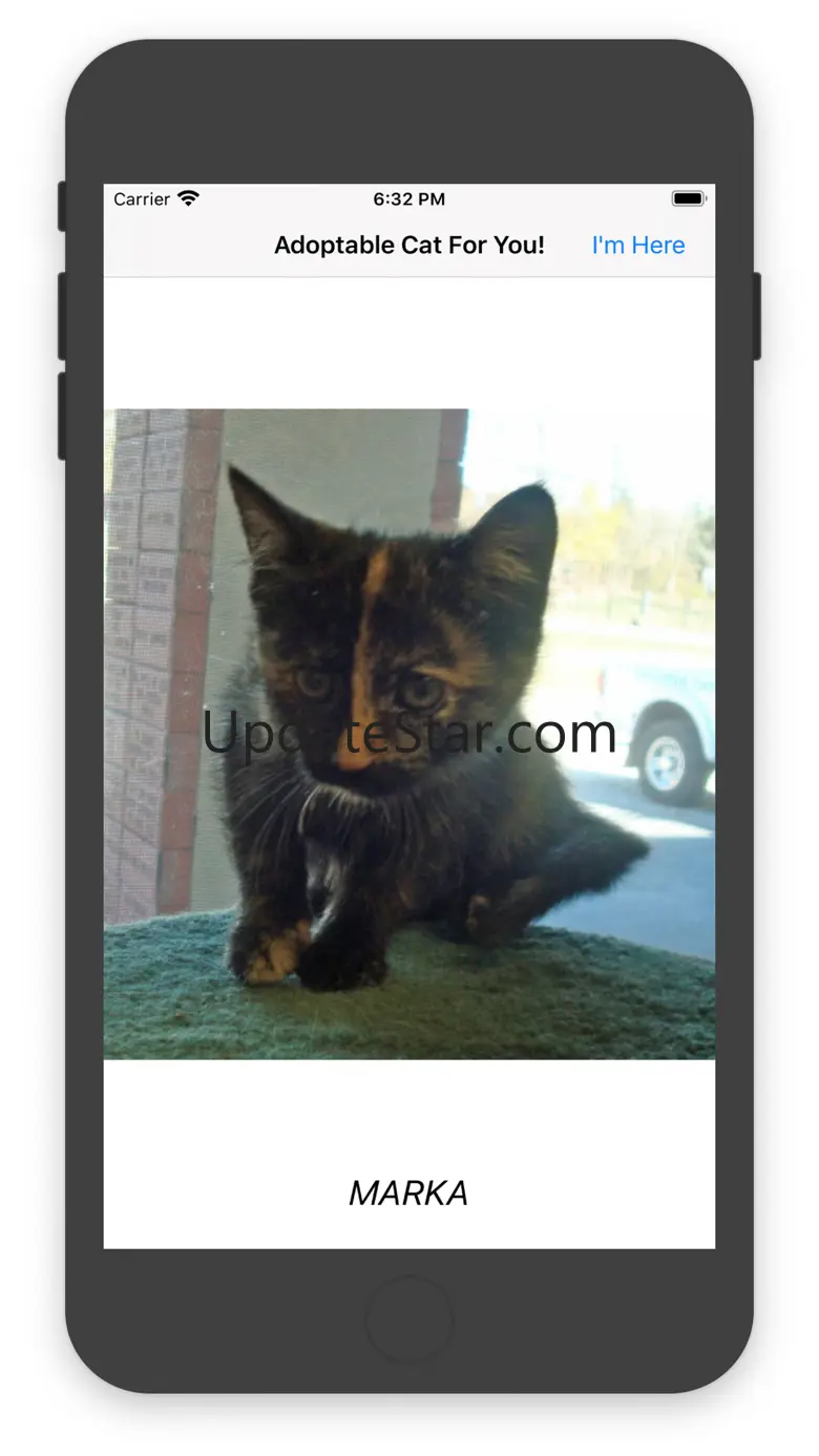 Adoptable Cat For You! 2.0