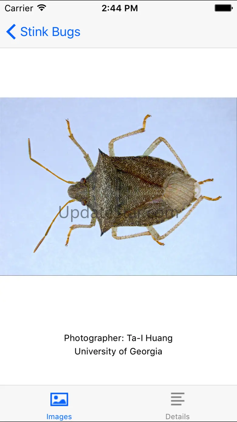 SE Agricultural Stink Bug ID 1.1