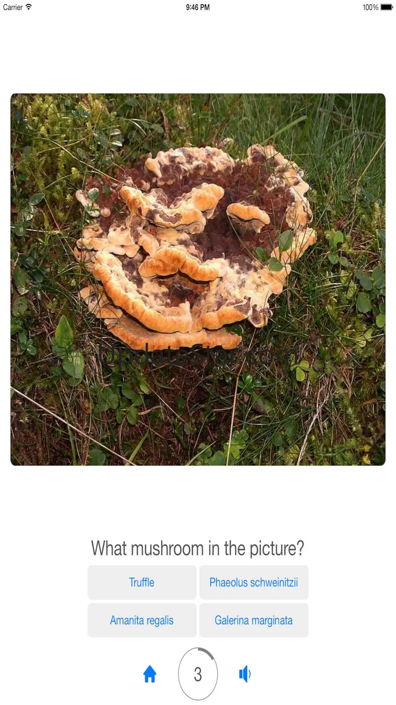 Guess Mushroom 1.0.2