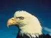 Amazing Animals Screen Saver 1.11