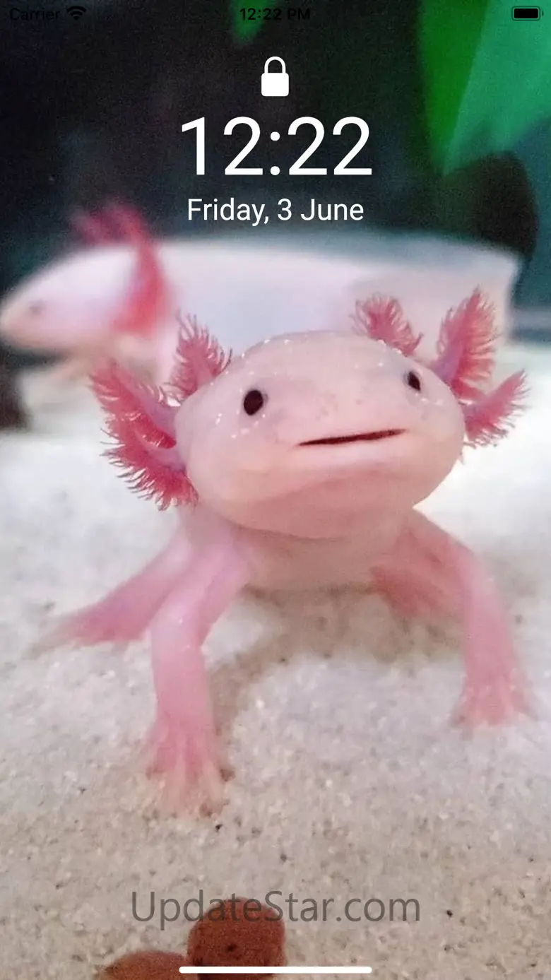 Cute Axolotl - Wallpapers. 2.0