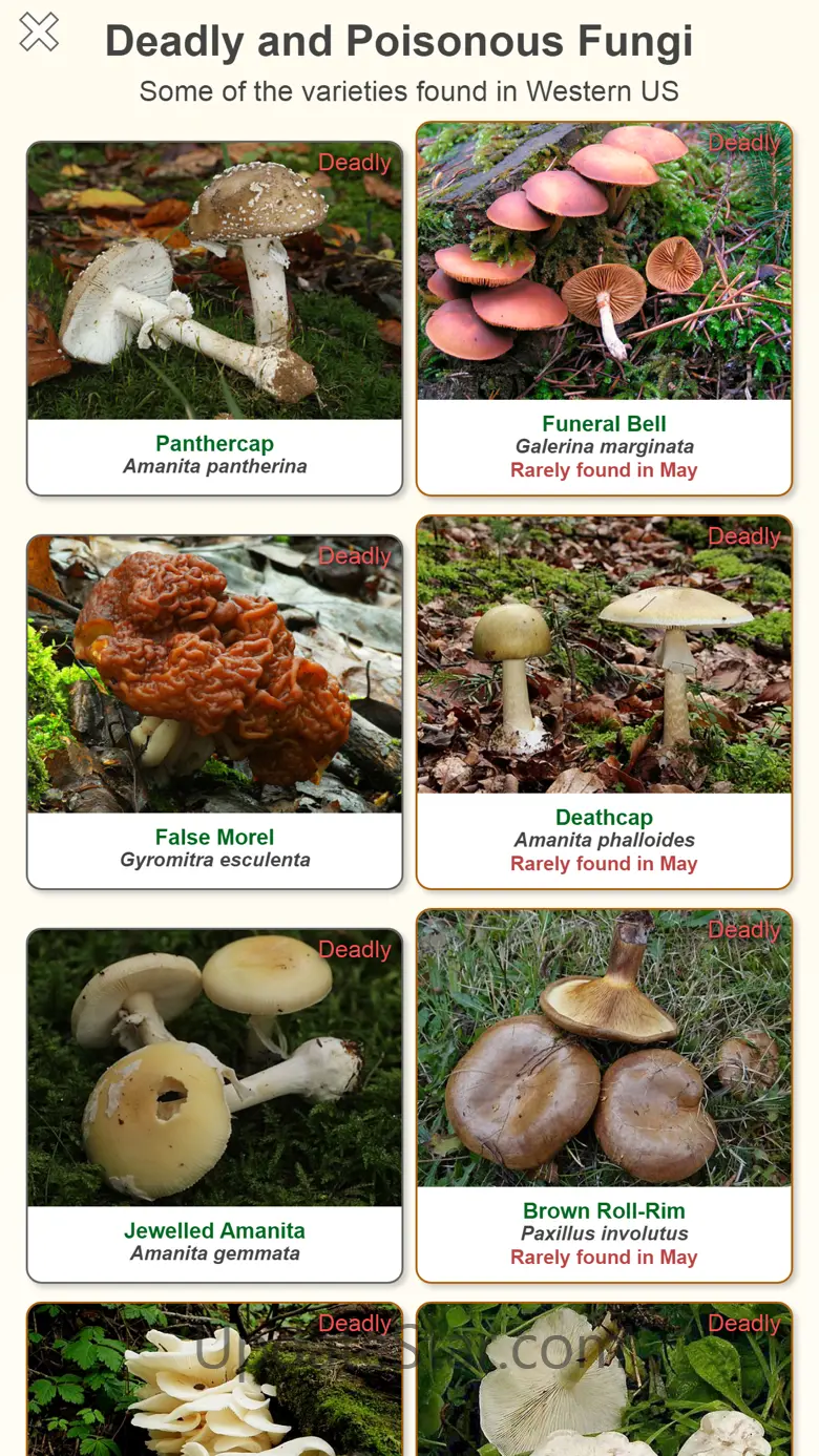 Shroomify - Mushroom ID USA 1.5