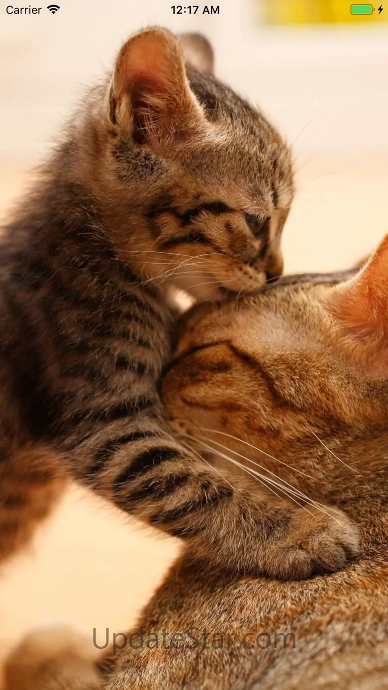 Cat Wallpapers Cute 2021.03.24