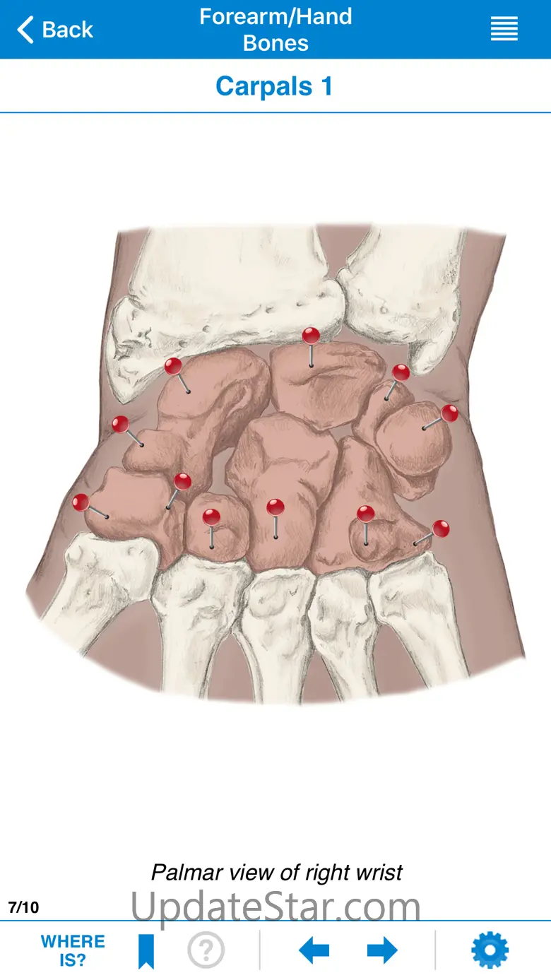 AMTA Massage Anatomy Guide 2.30