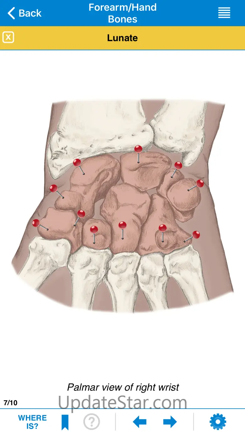 AMTA Massage Anatomy Guide 2.30