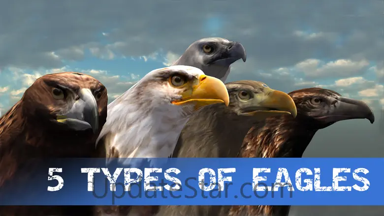 Eagle Hunting Journey 1.53