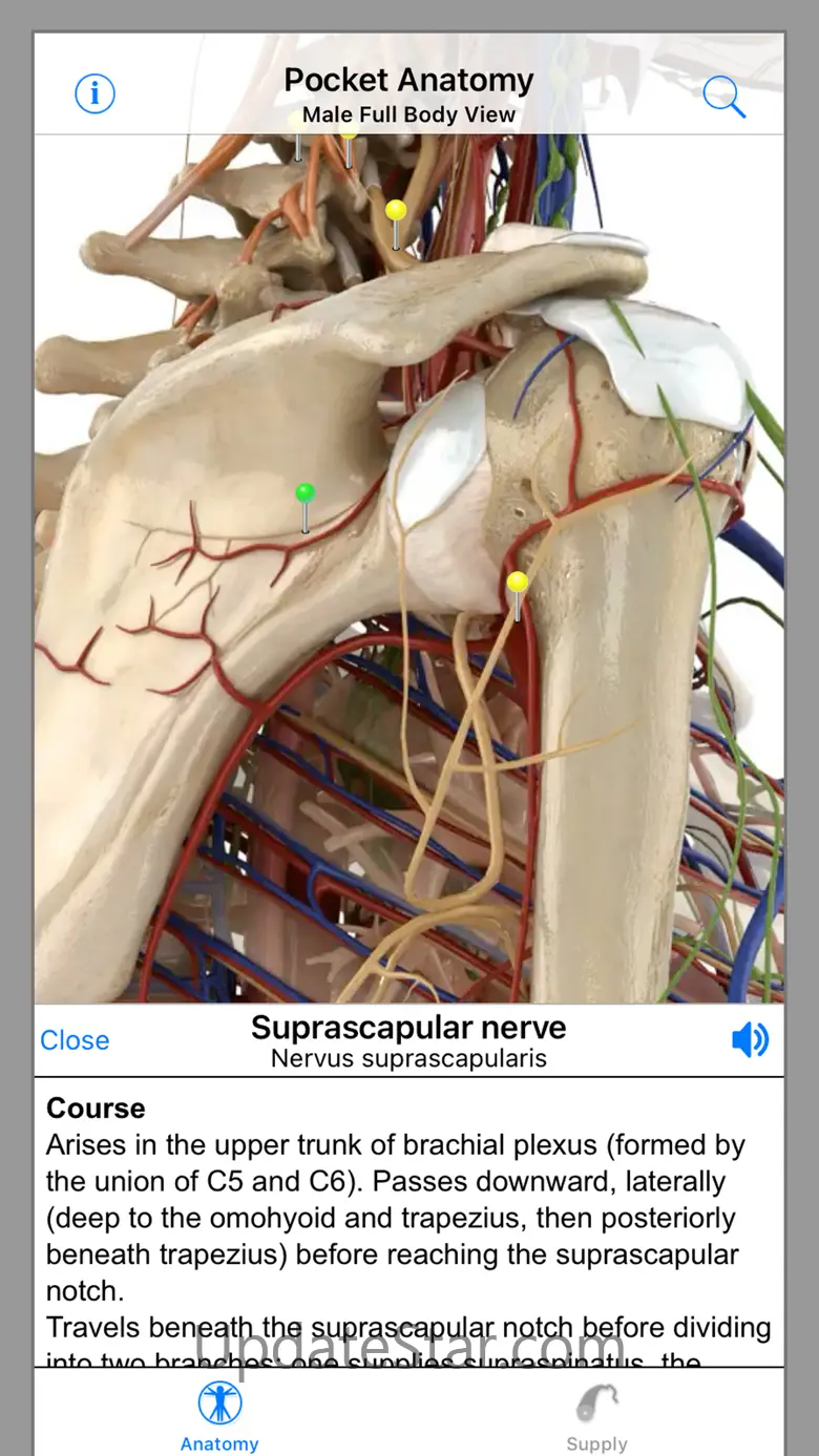 Pocket Anatomy 2.4
